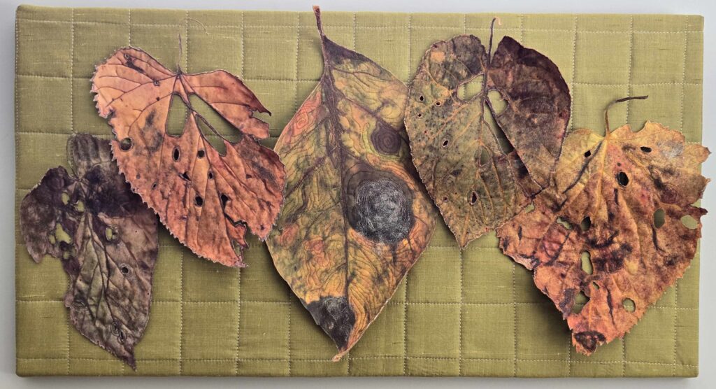 Wabi-sabi - Judges Choice - Joyce Brown